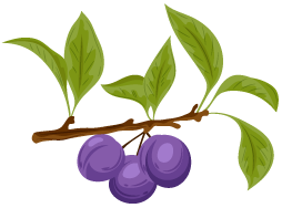 tsb-plum